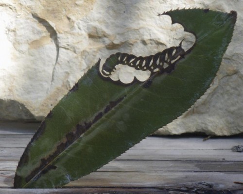 lorenzo duran leaf art - 2