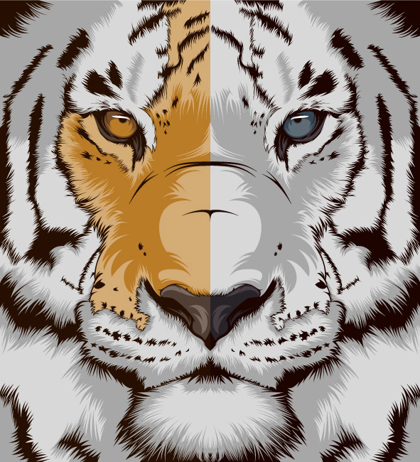 garcia-tiger-consider-11