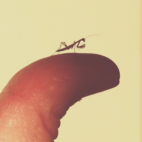 consider-brock-davis-baby-praying-mantis