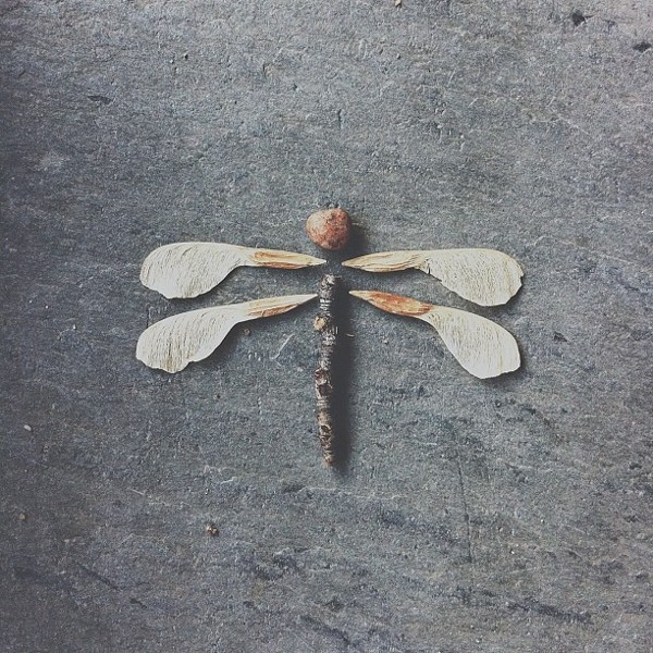 consider-brock-davis-dragonfly