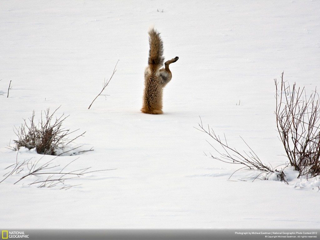 consider... National Geographic 2012 Winners - Red Fox catching mouse under snow