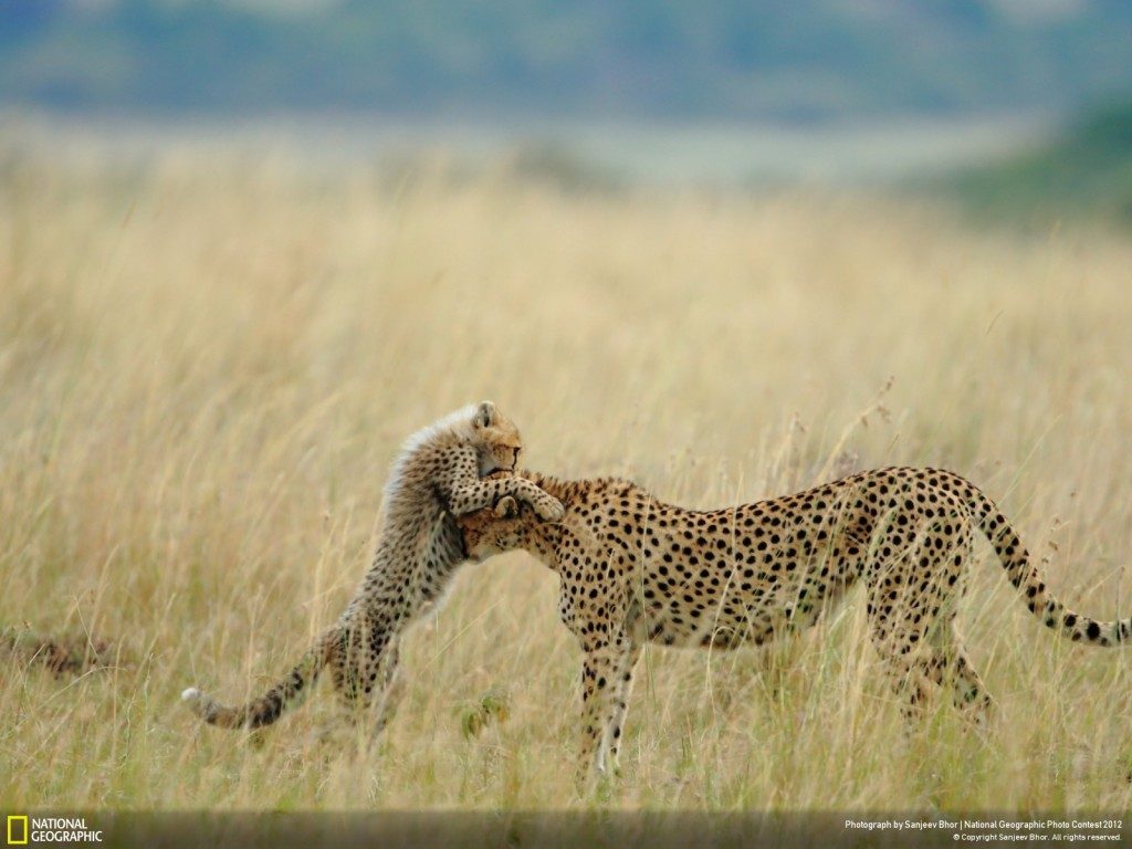 consider... National Geographic 2012 Winners - Tender Moment