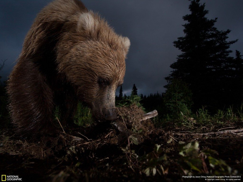 consider... National Geographic 2012 Winners - Wild Alaskan Brown Bear
